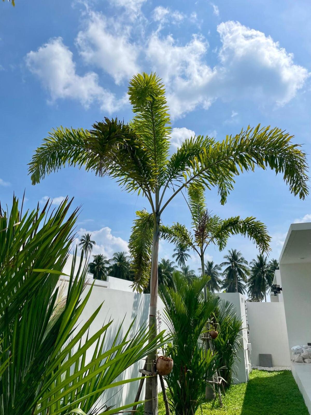 Miss Elephant Villa Ban Thung (Koh Samui)